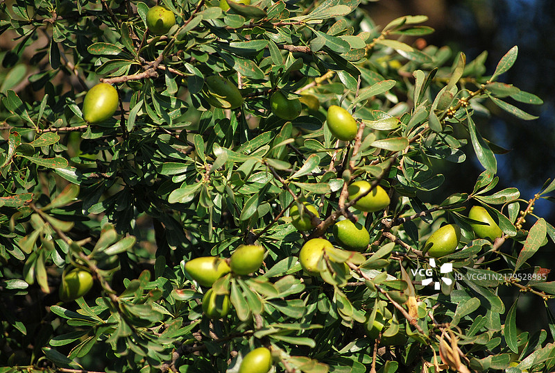 树上成熟的摩洛哥坚果图片素材