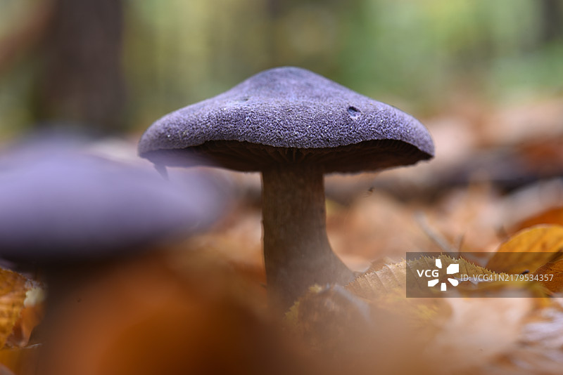 紫绒 Cortinarius violaceus图片素材
