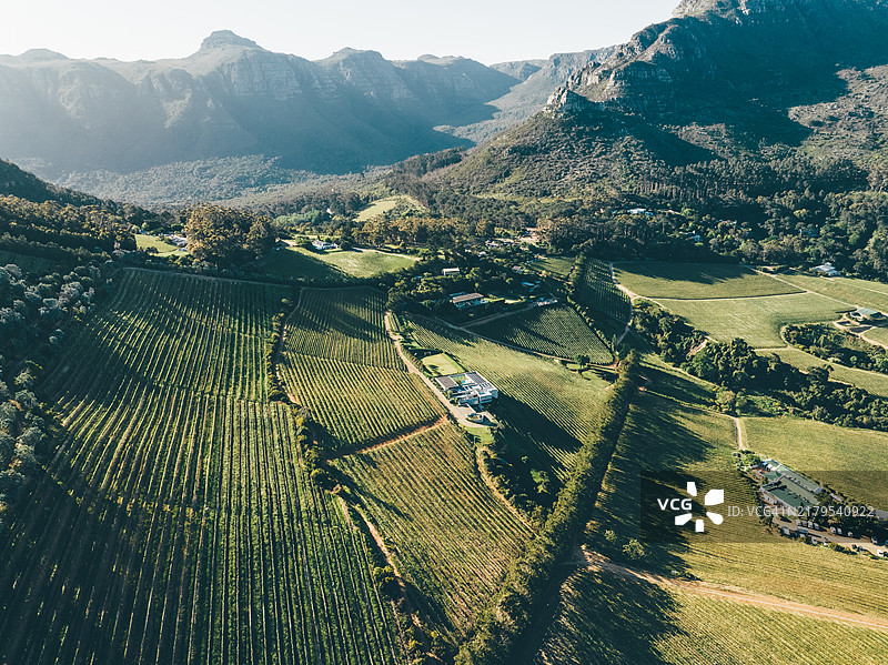 南非开普敦附近的康斯坦提亚葡萄园。图片素材