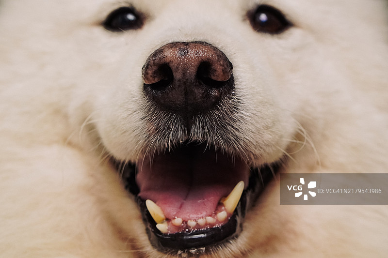 白色萨摩耶犬的特写肖像图片素材
