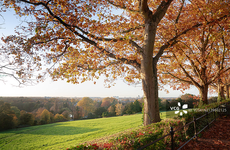 秋天的树木图片素材