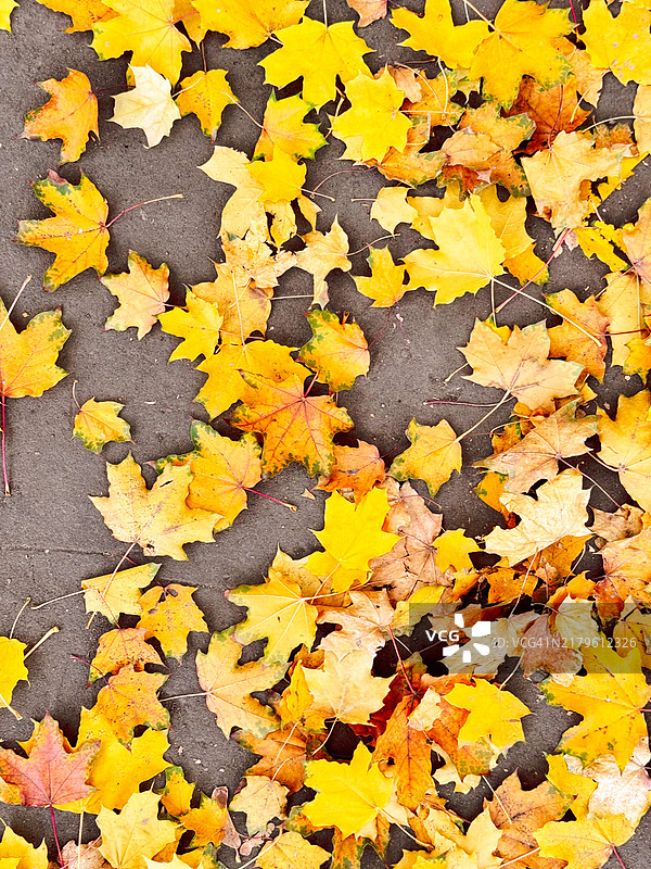 沥青路面上的黄色树叶背景图片素材