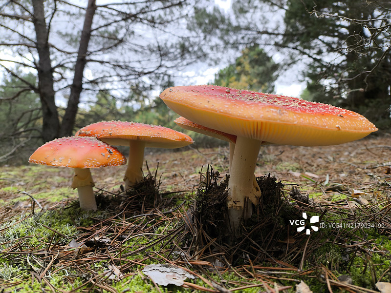 生长在苔藓上的苍蝇伞蘑菇。毒蝇伞。图片素材