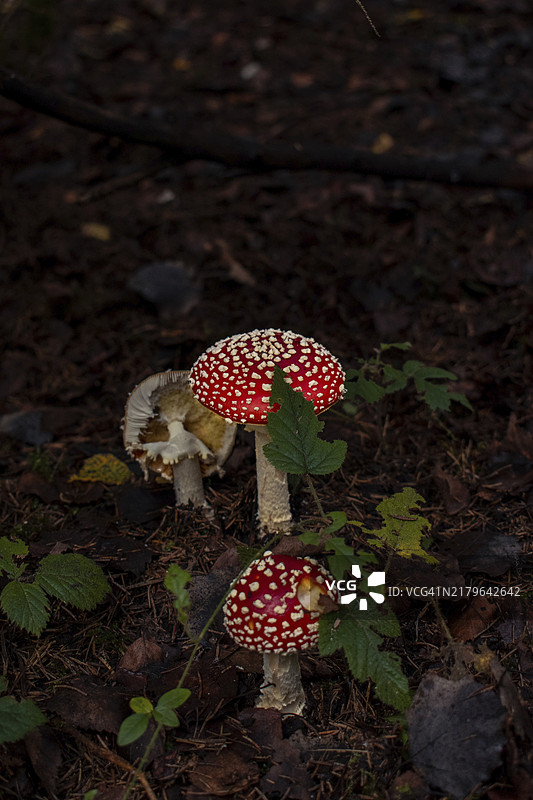 德国尼克尔海姆的毒蝇伞群图片素材