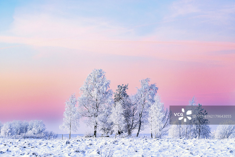 日落时分，粉色天空下的冰霜树木，瑞典风光图片素材