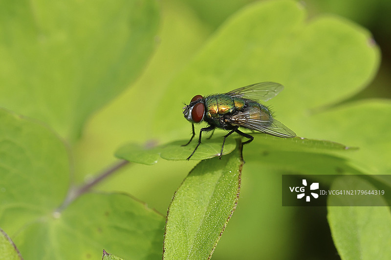 叶子上的铜绿蝇微距照片，德国北莱茵-威斯特法伦州图片素材