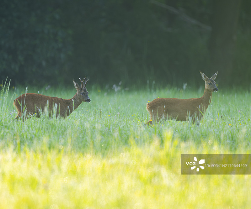在德国下萨克森州的草地上站立的欧洲狍（Capreolus capreolus），雄鹿和母鹿图片素材