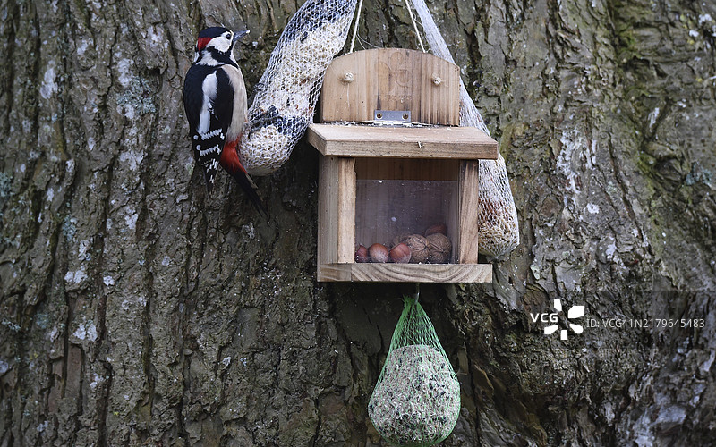 大斑啄木鸟正在吃鸟食图片素材