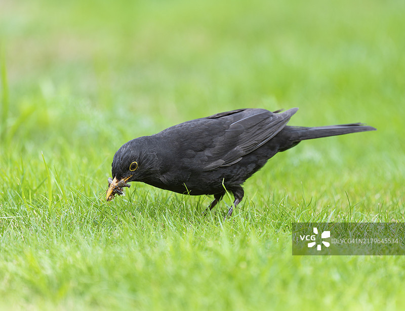 雄性乌鸫在草坪上觅食，嘴里有很多昆虫，德国图片素材