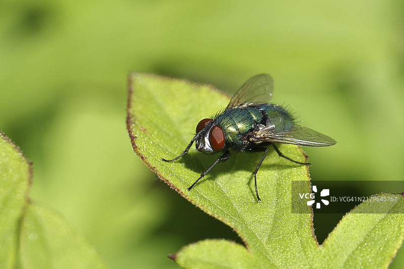 叶子上的铜绿蝇微距照片，德国北莱茵-威斯特法伦州图片素材