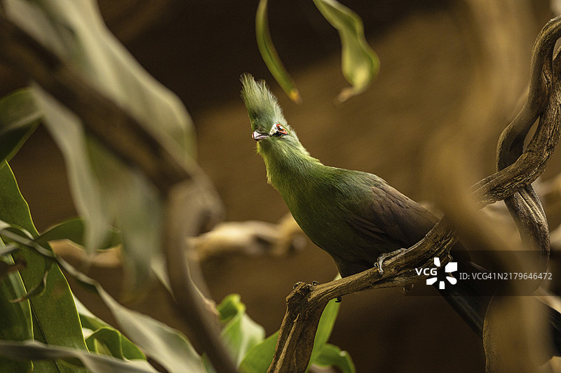 几内亚蕉鹃特写，波兰格但斯克图片素材