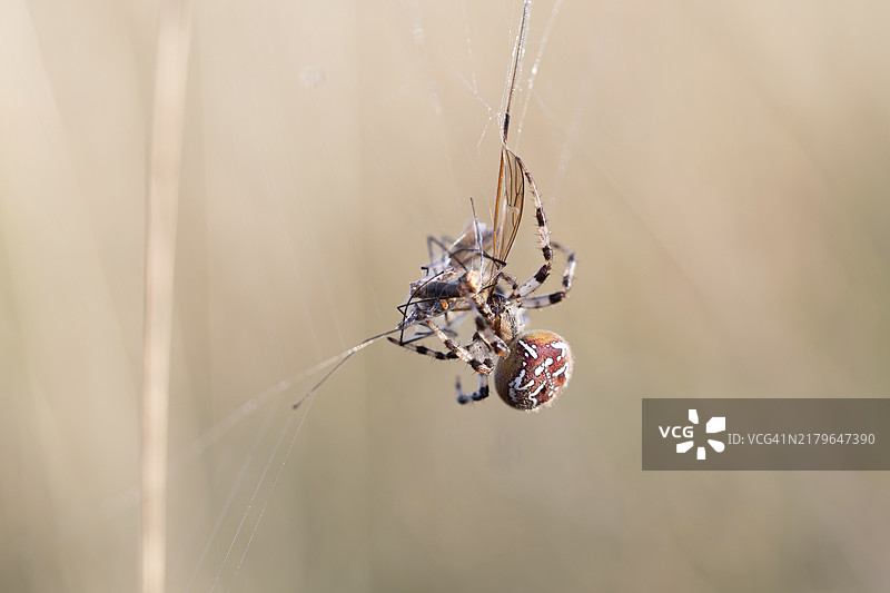 四点十字蜘蛛（Araneus quadratus）在网上捕食，德国石勒苏益格-荷尔斯泰因图片素材