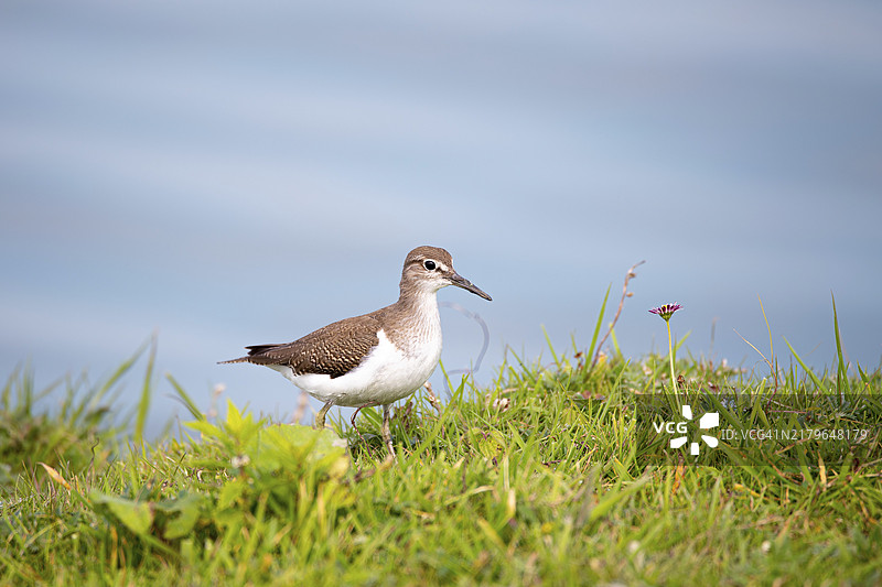 德国石勒苏益格-荷尔斯泰因瓦登海国家公园水边植被中的矶鹬图片素材