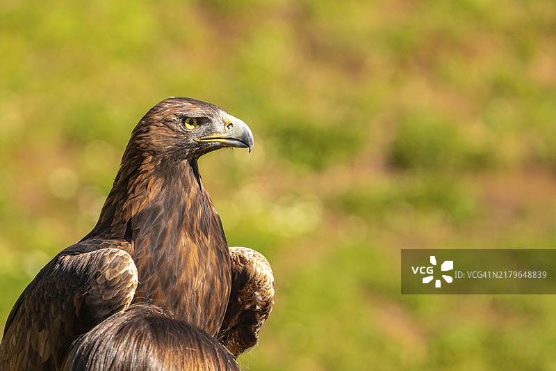 一只棕色的大鹰站在草坡上，向右看图片素材