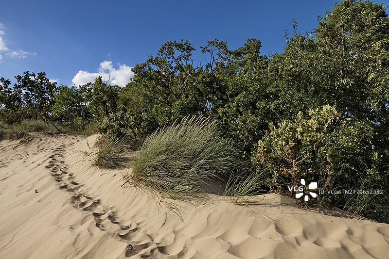 梅克伦堡-西波美拉尼亚，克莱因施默伦内陆沙丘的海滩草图片素材
