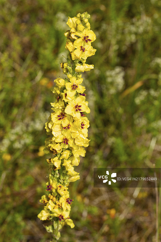 具有多个开放的黄色花朵的黑色毛蕊花图片素材