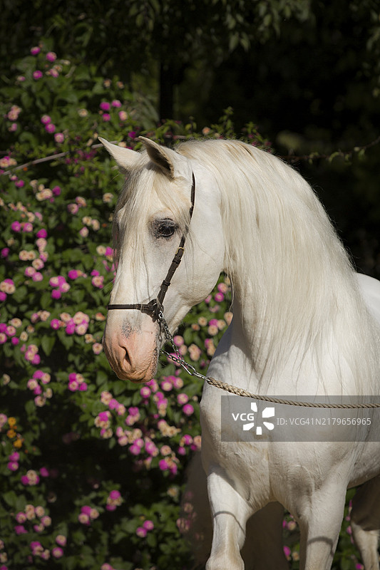 安达卢西亚的西班牙灰色种马肖像图片素材