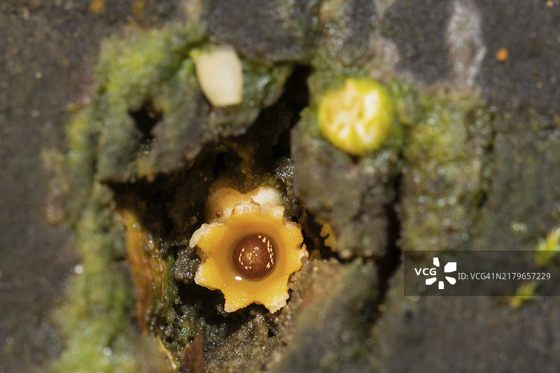腐烂树干中带有褐色孢子球的黄色开放型鬼笔图片素材