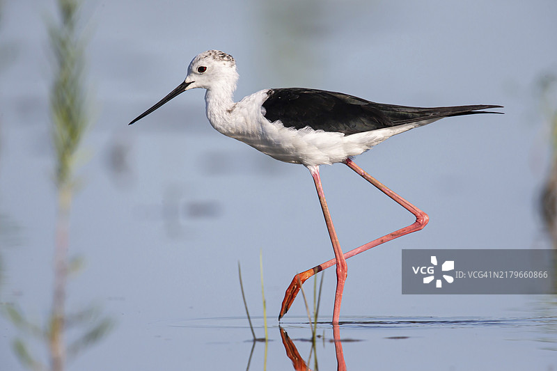 黑翅长脚鹬图片素材