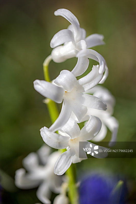 白色风信子花图片素材