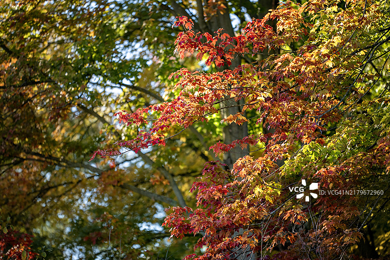 秋季彩色树叶节图片素材