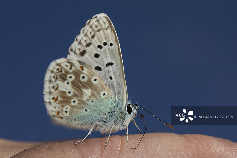 停在手上的蓝绿色蝴蝶图片素材