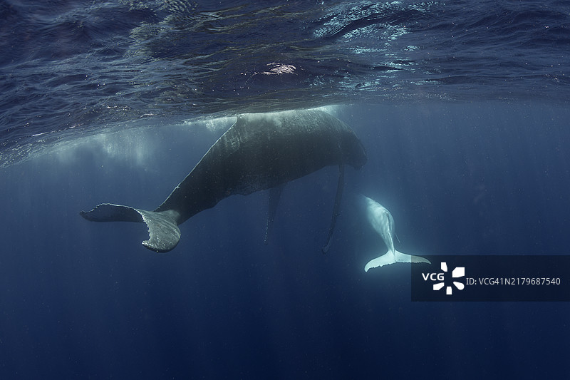 座头鲸和它的白化宝宝图片素材
