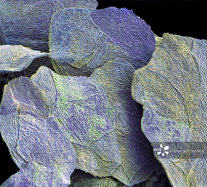 皮肤细胞扫描电镜图图片素材