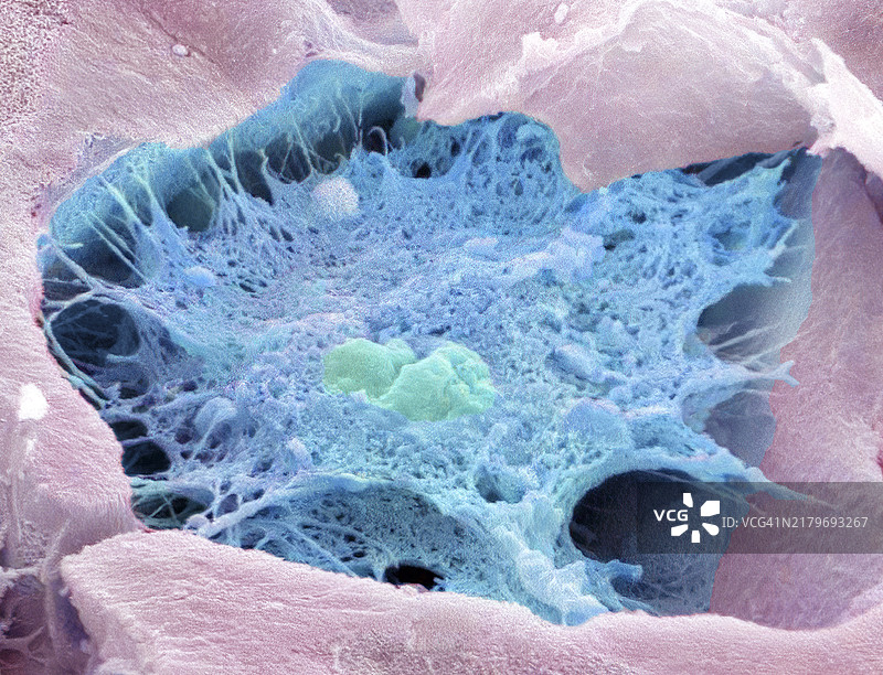 骨细胞扫描电镜图片素材