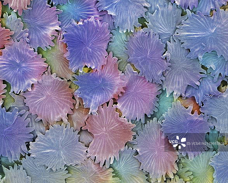 橄榄叶毛状体扫描电镜图图片素材