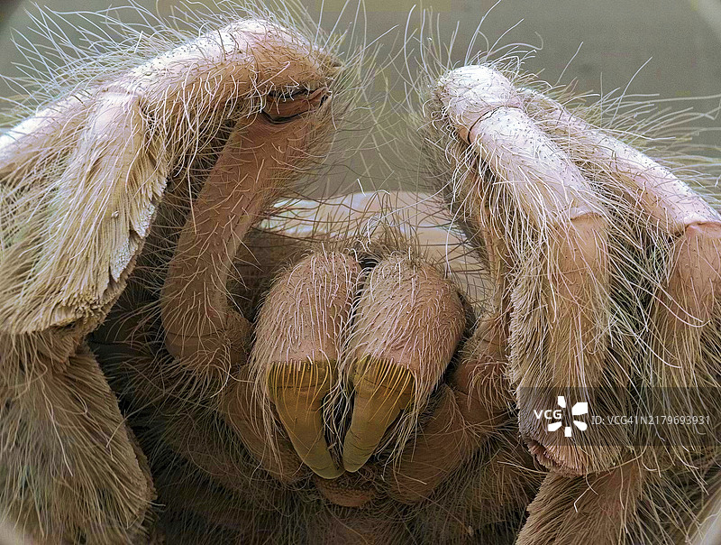 塔兰图拉毒蛛扫描电镜图图片素材