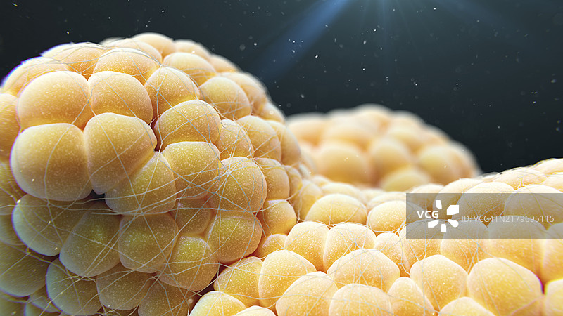 脂肪细胞图图片素材