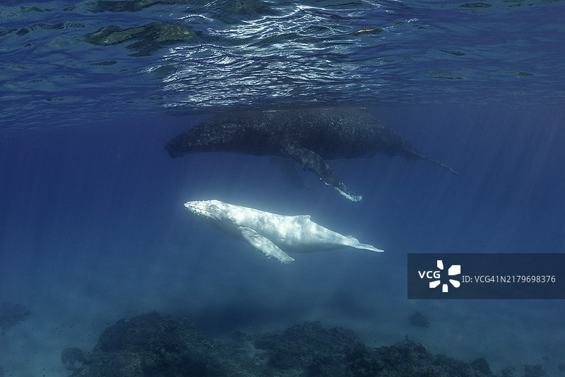 浅水中的座头鲸和它的白化病幼崽图片素材