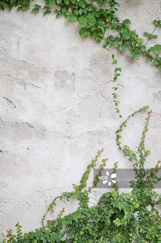 混凝土墙上的绿色藤蔓图片素材