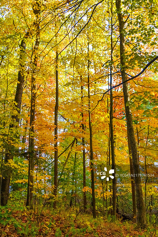 秋季树叶色彩图片素材