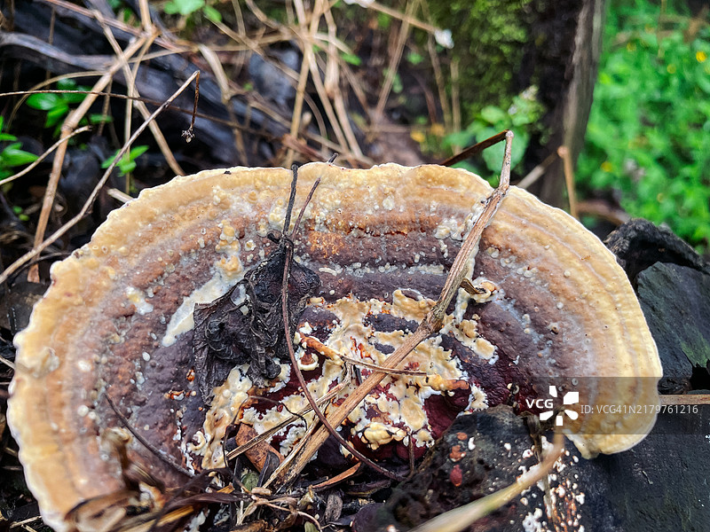 秋季森林地面的真菌图片素材