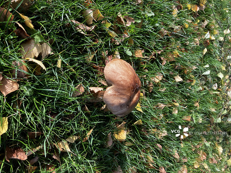 近距离拍摄的棕色粗柄蘑菇图片素材