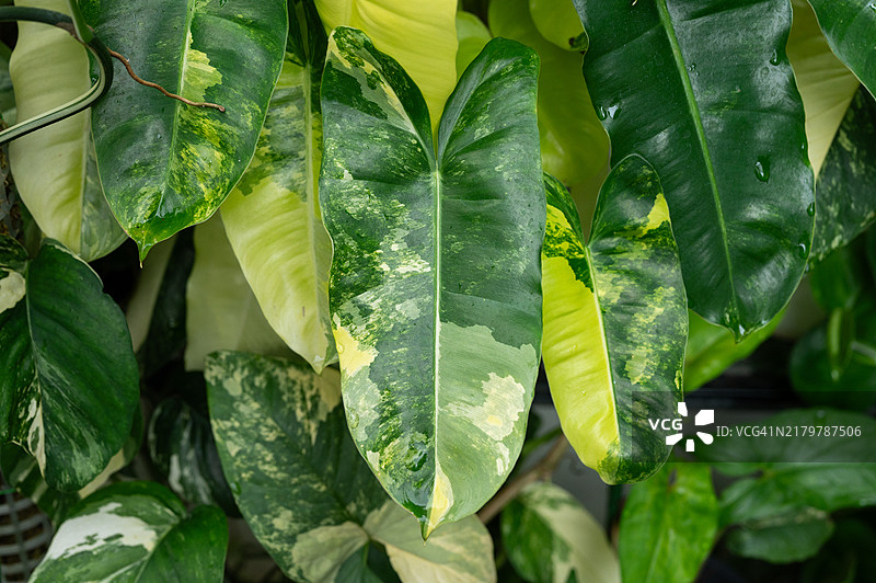 后院作为室内植物种植的杂色植物特写图片素材