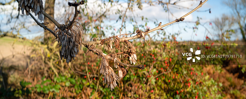 直升机种子-悬铃木图片素材