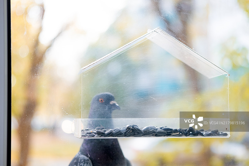 一只大鸽子从小透明喂食器里吃种子图片素材