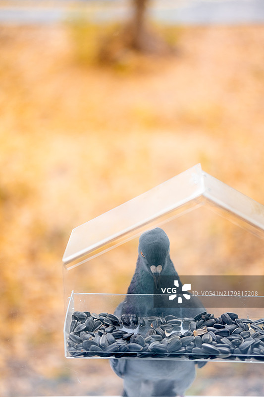 大鸽子从小透明喂食器里吃种子图片素材