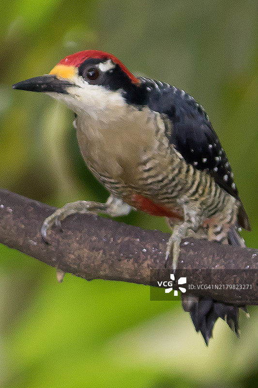 黑脸啄木鸟栖息在树上图片素材