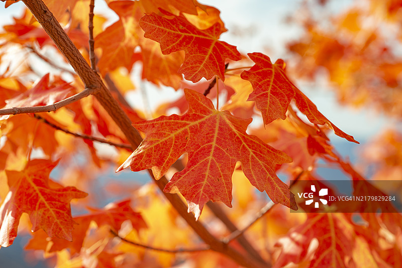 橙色枫叶微距图片素材