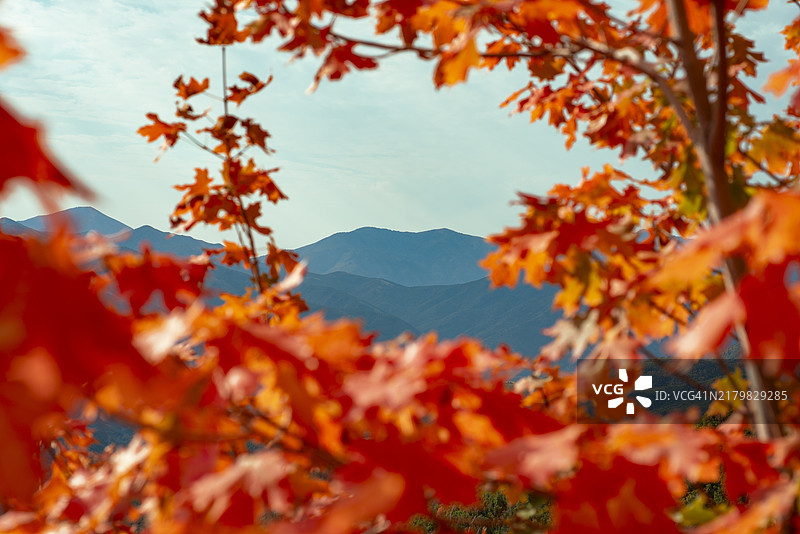 框住山峰的橙色枫叶图片素材