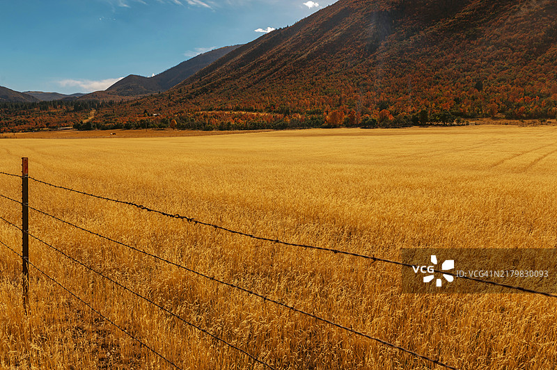 秋季麦田和彩色山坡图片素材