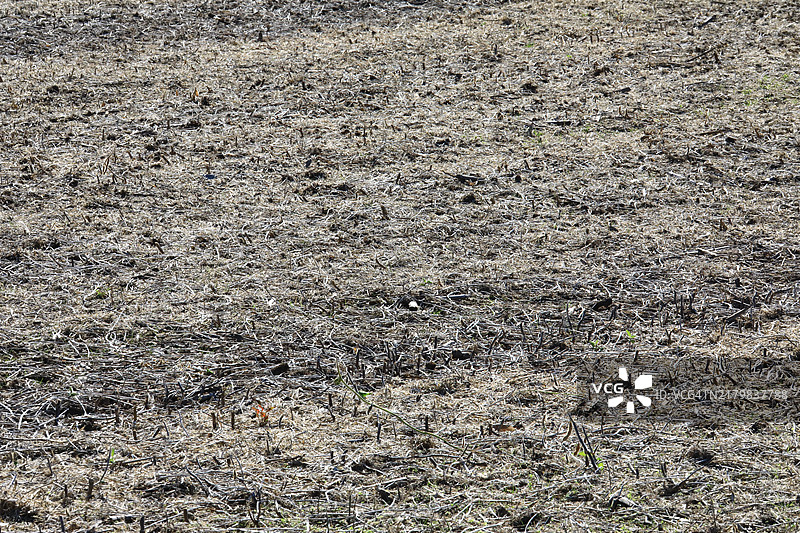 季节性收割后的清晰农田图片素材