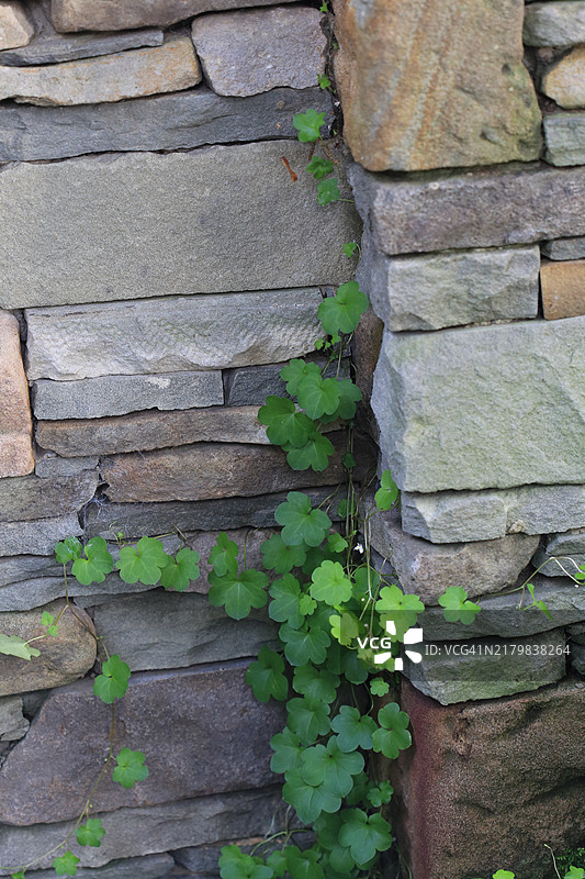 攀爬在岩石墙上的爬藤植物图片素材