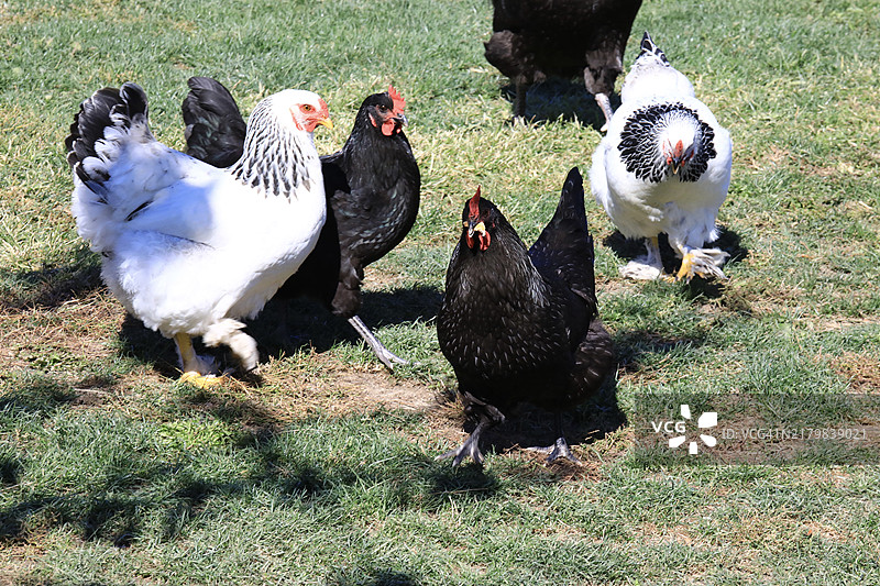 放养的母鸡和公鸡图片素材