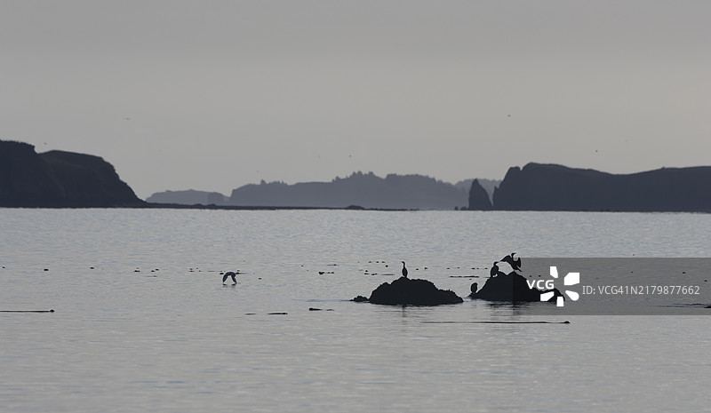 科迪亚克岛海湾的鸬鹚图片素材