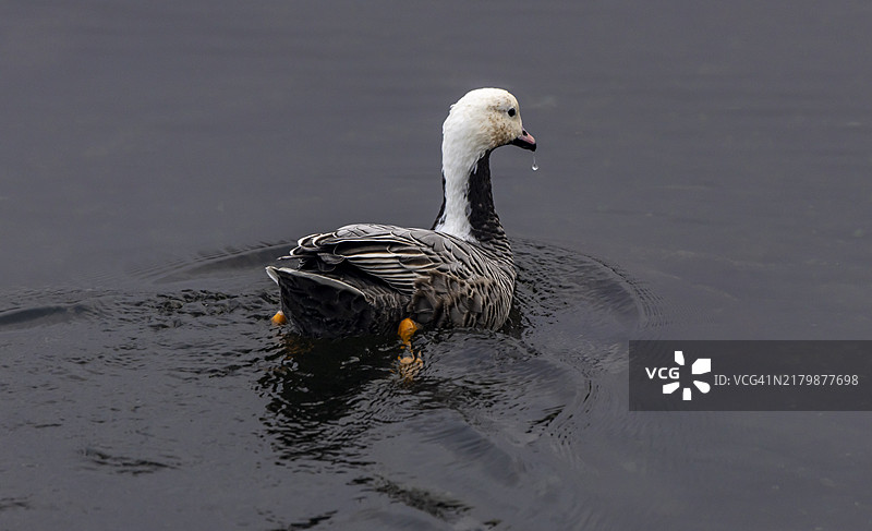 皇帝鹅图片素材